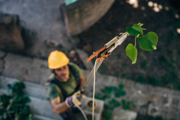 Leaf Removal in Smyrna, GA