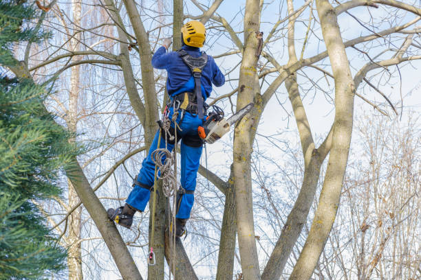 Professional Tree Care Services in Smyrna, GA